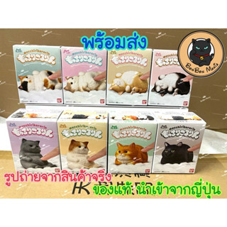 [แบบแยก]Mocchiri Kororin Softy Neko series Collection set