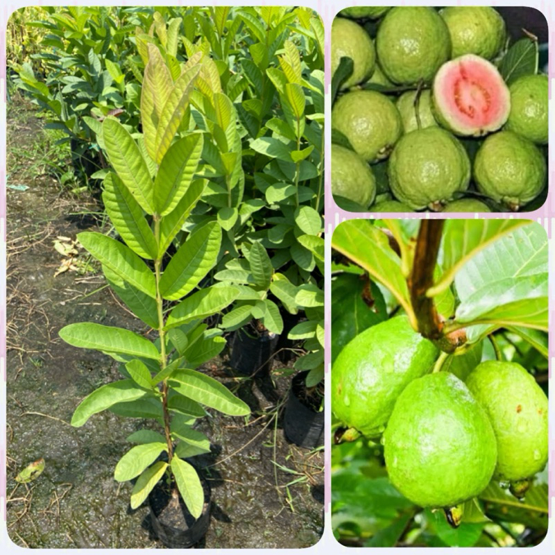 ต้นฝรั่งขี้นกไส้แดง (สูง 60-80cm) ผลไม้โบราณพื้นบ้าน วิตตามินสูง