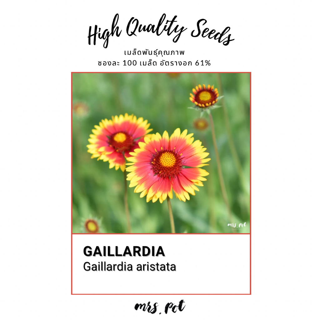 เมล็ดดอก Gailladia สายพันธุ์ Indian Blanket รหัส125