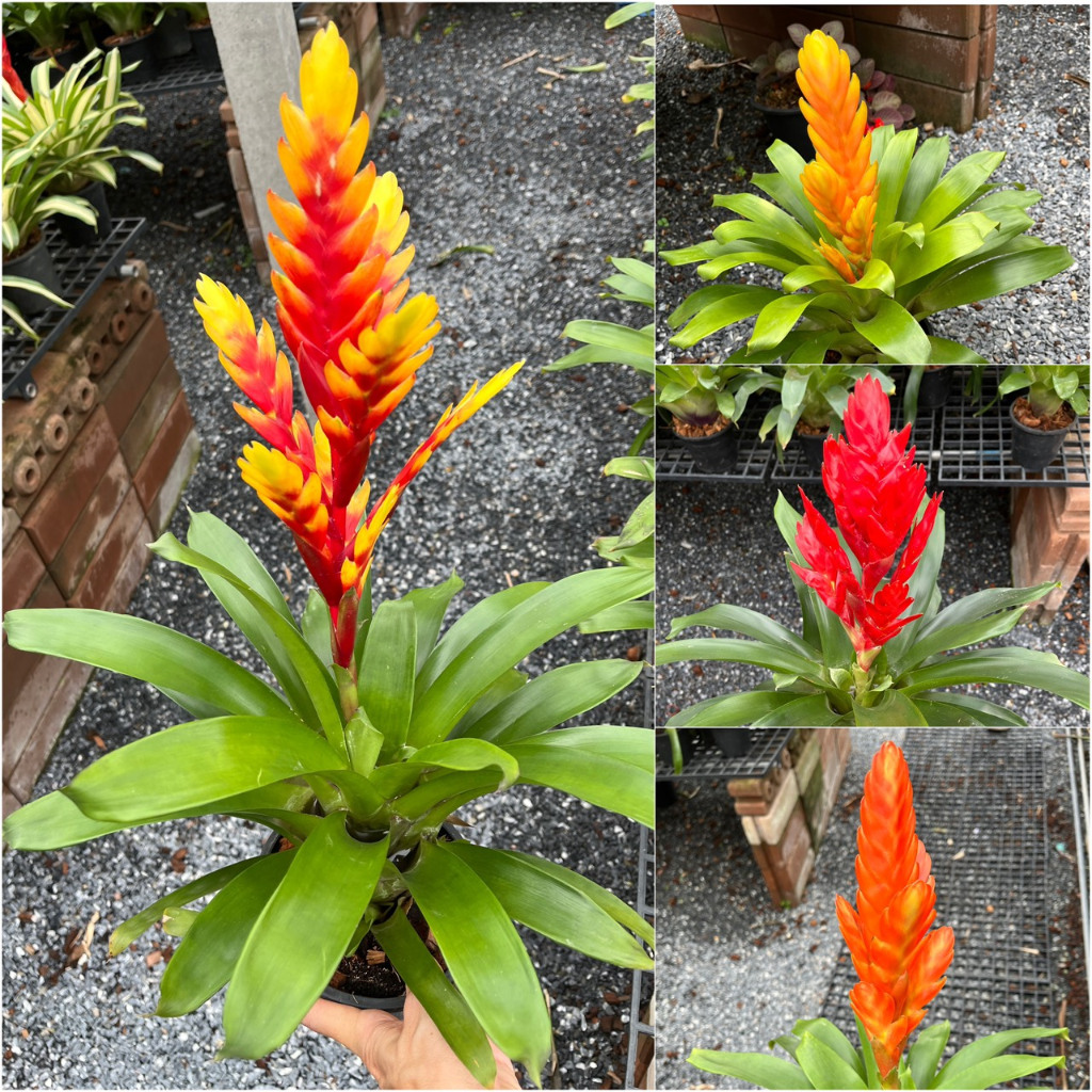 สับปะรดสี วีเซีย ดาบเศรษฐี Vriesea Bromeliads