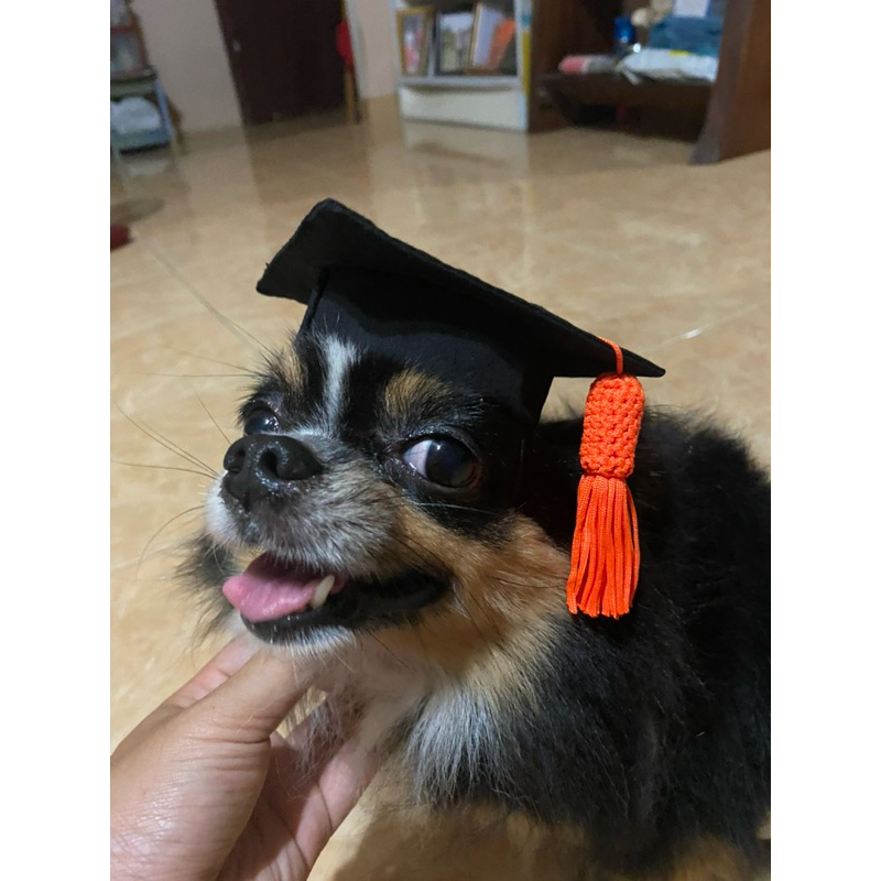 หมวกครุยสุนัข เฉพาะหมวก 🎓