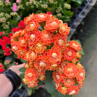 กุหลาบหินดอกซ้อน ดอกสีทูโทน และสีเดี่ยว เลี้ยงง่าย ดอกสีสด Kalanchoe