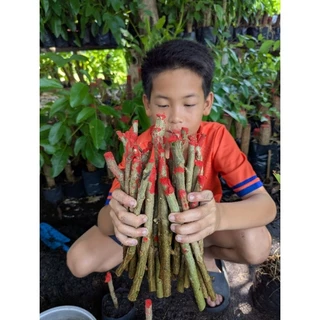 ชุดเล็กสุดคุ้ม! กิ่งทองหลางก้านแดง ชุด 25 กิ่ง