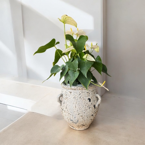 Flower pot กระถางดินเผาทรงโอ่งมีหู 3 หู สีวินเทจ เก่า ๆ ขนาด 26 x 30 cm.