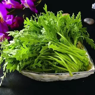 5000 เมล็ดเมล็ดพันธุ์ตั๋งโอ๋ เมล็ดตั๋งโอ๋ตั้งโอญี่ปุ่น เมล็ดพันธุ์ผัก ผักออร์แกนิก