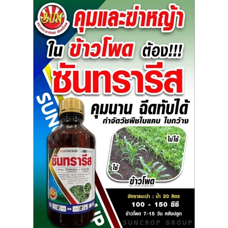 ซันทรารีส 1 ลิตร  คุม-ฆ่าหญ้า ข้าวโพด อ้อย สารตัวเดียวกับ คาลารีส  ฉีดทับได้ มีไซไตรโอน+อะทราซีน