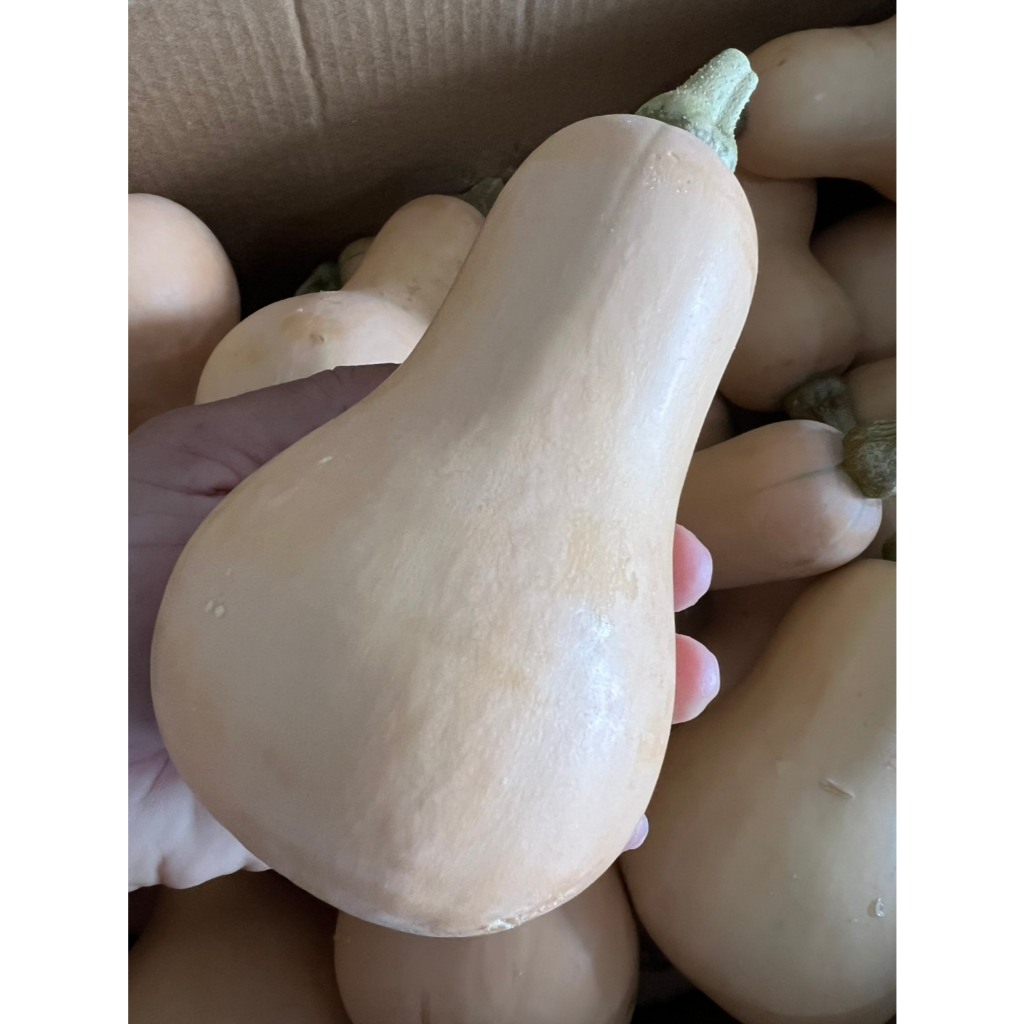 บัตเตอร์นัท ฟักทองบัตเตอร์นัท(ผลสด ผิวลาย มีแผล เนื้อสวย) 1 กก. / kg. – Butternut Squash (Fruit).