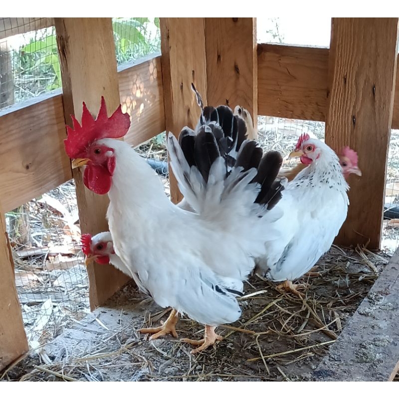 ไข่เชื้อไก่แจ้สีขาวหางดำชุด2ใบแถม1ใบ
