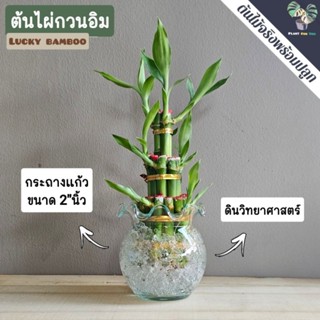 🎋ต้นไผ่กวนอิม (ต้นไม้ฟอกอากาศ/ต้นไม้มงคล) พร้อมกระถาง ครบชุด…