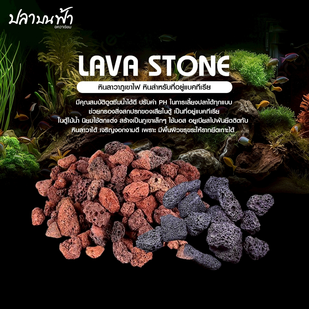หินลาวาแดง หินลาวาดำ วัสดุกรองตู้ปลา บ่อปลา จากธรรมชาติ จมน้ำ มีรูพรุนสูง ช่วยเป็นที่อยู่ของแบคทีเรียได้เป็นอย่างดี
