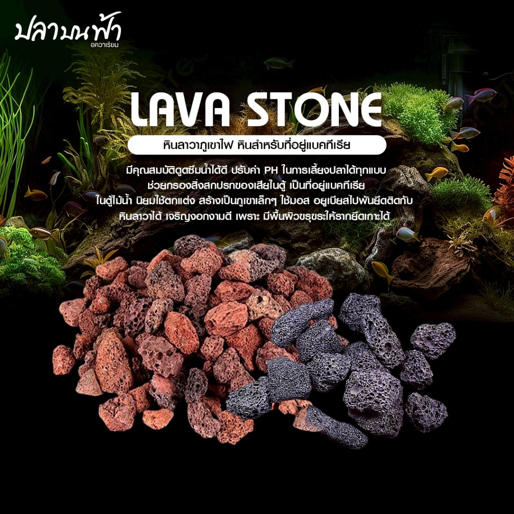หินลาวาแดง หินลาวาดำ วัสดุกรองตู้ปลา บ่อปลา จากธรรมชาติ จมน้ำ มีรูพรุนสูง ช่วยเป็นที่อยู่ของแบคทีเรียได้เป็นอย่างดี