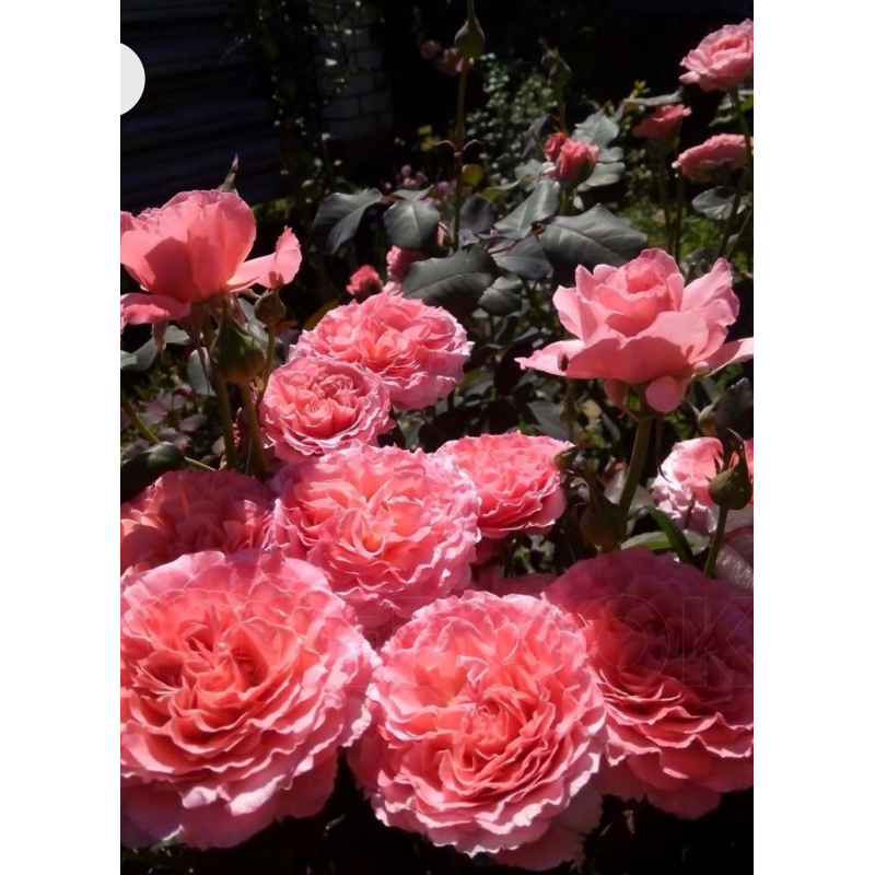 Laurent Cabrol rose 🌹พันธุ์ฝรั่งเศส ดอกขนาดใหญ่กลิ่นหอมให้ดอกเก่ง ลักษณะต้นพุ่มกลางความทนทาน ทนต่อโร