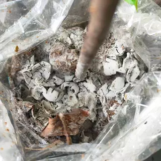 เชื้อเห็ดเผาะหนัง | สูตรเส้นใยบริสุทธิ์(ส่งทุกวัน) เดินเชื้อเร็ว | โอกาสเกิดสูงขึ้น | สูตรเฉพาะ| 600 มล.