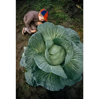 เมล็ดพันธุ์ กะหล่ำปลียักษ์ 50 เมล็ด Giant Russian Cabbage Seed เมล็ดพันธุ์แท้100% นำเข้าจากต่างประเทศ ปลูกผัก สวนครัว