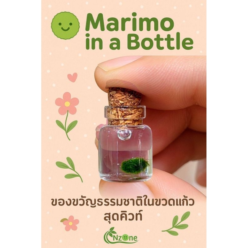 สาหร่ายมาริโมะจิ๋ว พร้อมขวดมินิมอล พืชน้ำ