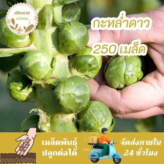 เมล็ดพันธุ์ กะหล่ำดาว 40 เมล็ด Brussels sprouts seed เมล็ดพันธุ์แท้100% นำเข้าจากต่างประเทศ
