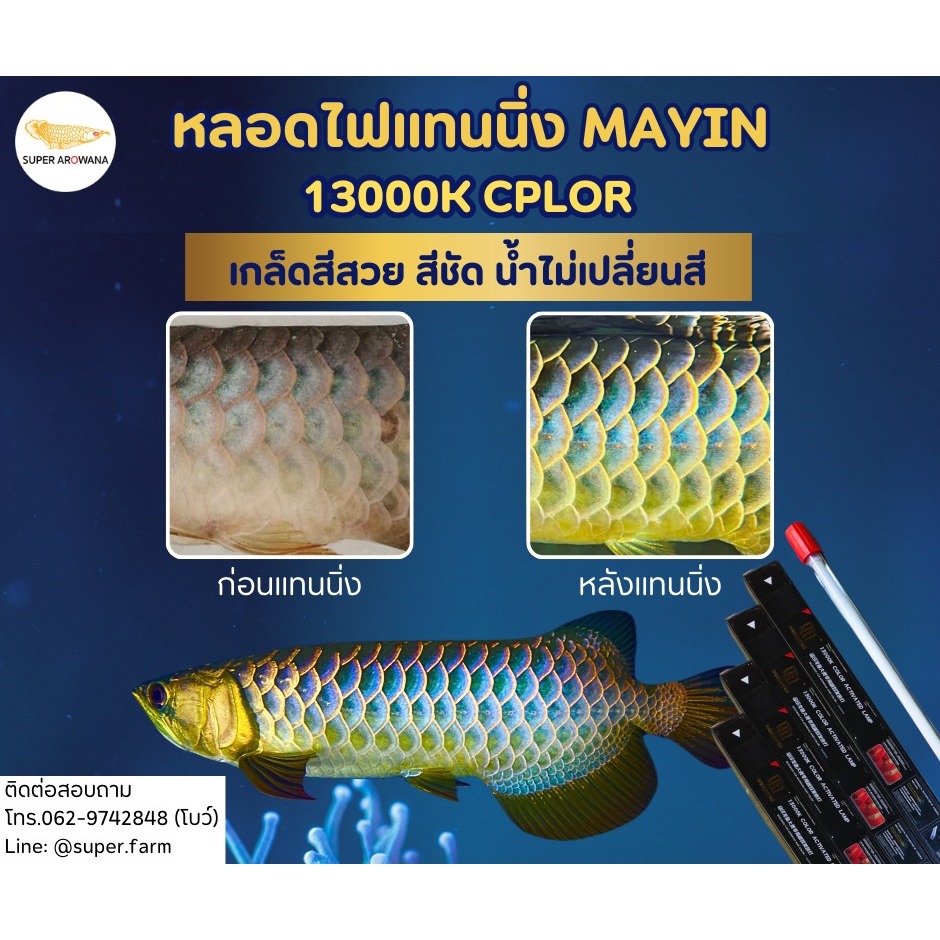 MAYIN 13000K CPLOR หลอดไฟแทนนิ่งปลามังกร พร้อมส่งในไทย