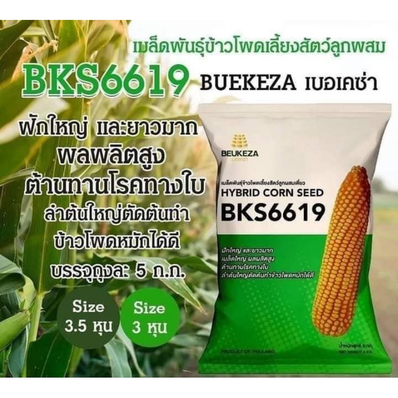 ***ส่งฟรี*** BKS6619 เมล็ดพันธุ์ข้าวโพดเลี้ยงสัตว์ลูกผสม  บรรจุ 5 ก.ก.