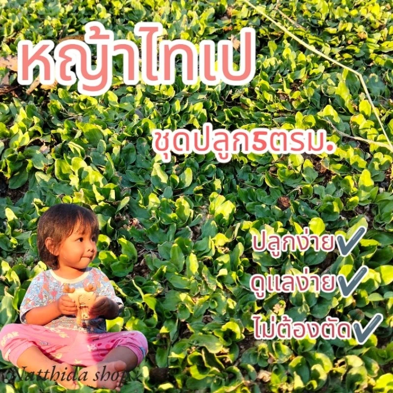 หญ้าไทเปหญ้าจัดสวนไม่ต้องตัดชุด 5 ตรม. (2.5กิโล)