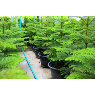 [พร้อมส่ง] ต้นสนฉัตร (Norfolk island pine) ขนาด 70-80cm (ราคาต่อ1ต้น)