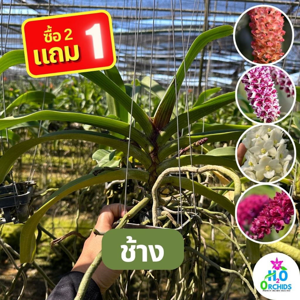 กล้วยไม้ ช้างลุ้นสี สวยงาม