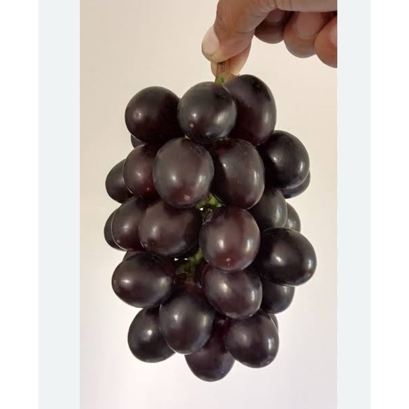 ต้นพันธุ์องุ่น s48สายพันธุ์นำเข้า