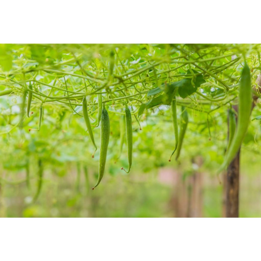 ต้นพันธุ์  บวบงู  ถุงดำ 29 บาท พร้อมปลูกลงดิน Snake gourd บวบ