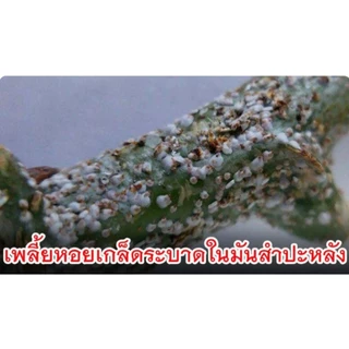 แซดไดครอน สูตรเย็น 1ลิตร (ไซเพอร์เมทริน + โพรฟีโนฟอส) กำจัดหนอนใยผัก หนอนเจาะ เพลี้ย