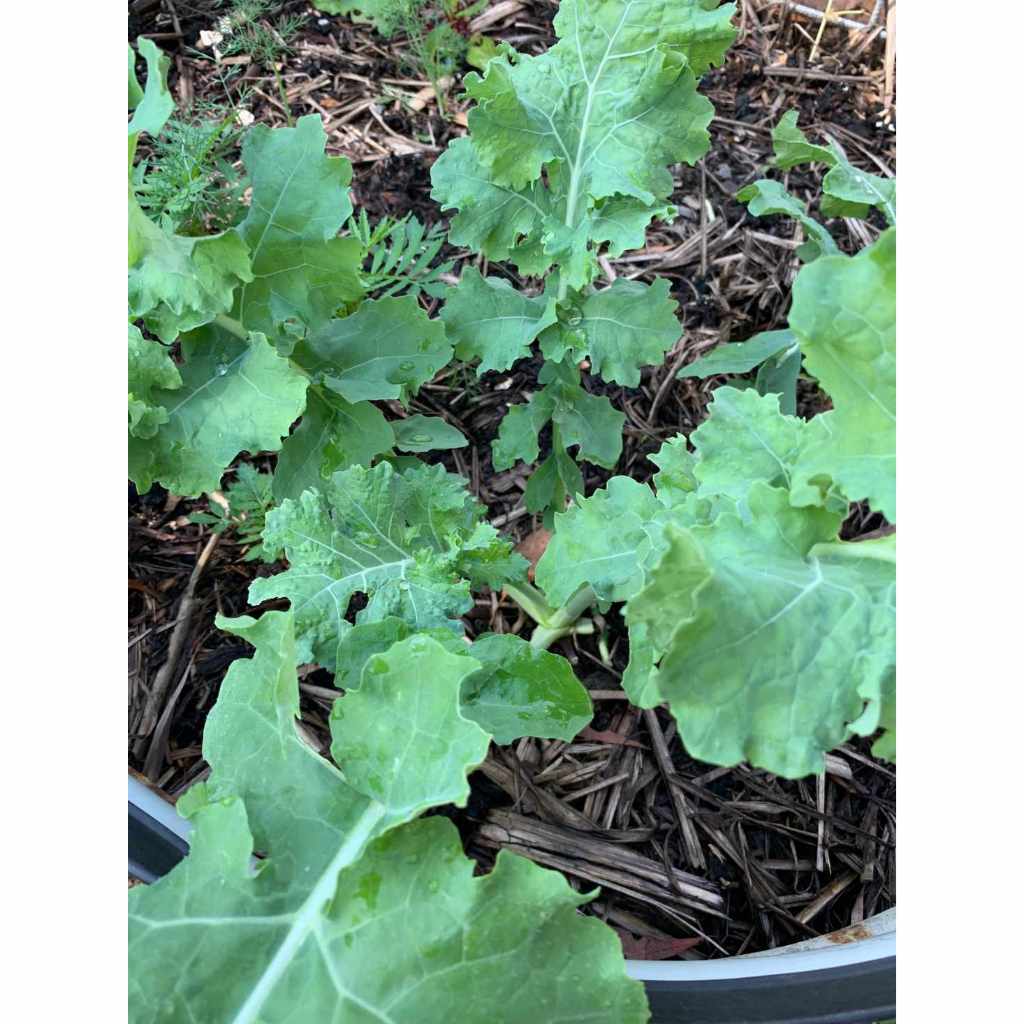 ต้นพันธุ์ เคลไซบีเรียน Siberian Kale หรือ เคล ไซบีเรียน  ถุงดำละ 29 บาท  เป็นผักที่ปลูกและดูแลง่ายคล