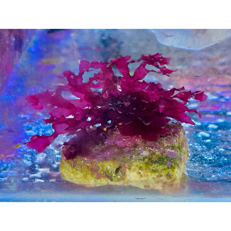 สาหร่ายแดง (Red bush algae) สำหรับตู้ปลาทะเลช่วยบำบัดน้ำและลดของเสีย