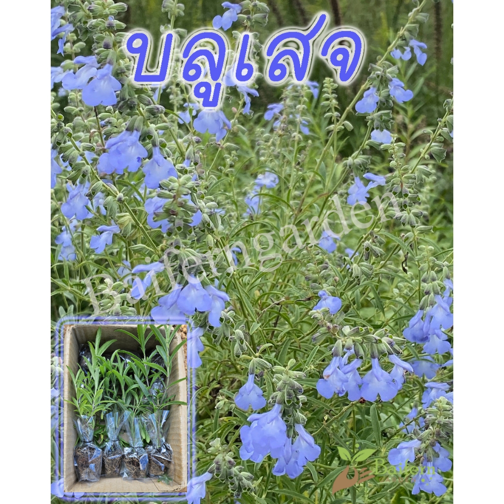 ต้นกล้าดอกบลูเสจ (Azure blue sage) ดอกไม้กินได้ พร้อมปลูก ต้นแข็งแรงรากแน่นๆ