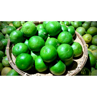 มะนาวแป้นรำไพ 1 กิโล (ประมาณ15-20ผล) มะนาวแป้นจากท่ายาง เพชร…