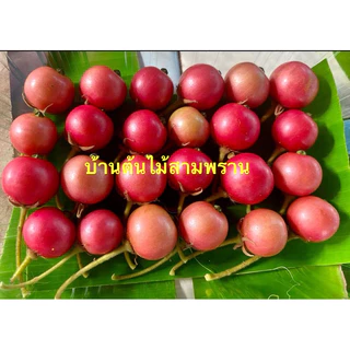 ลูกตะขบบ้านผลไม้จากธรรมชาติประโยชน์เยอะ(มีแถม)