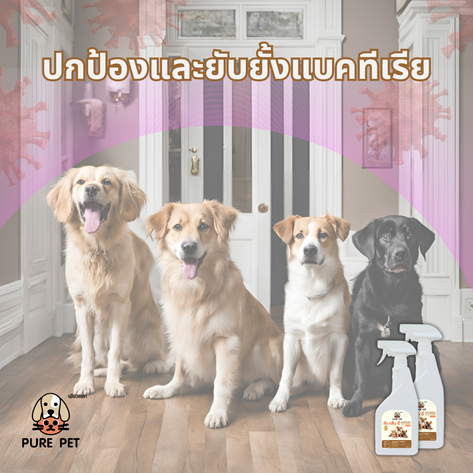 ดับกลิ่นสัตว์เลี้ยงอย่างอ่อนโยนด้วย PURE PET