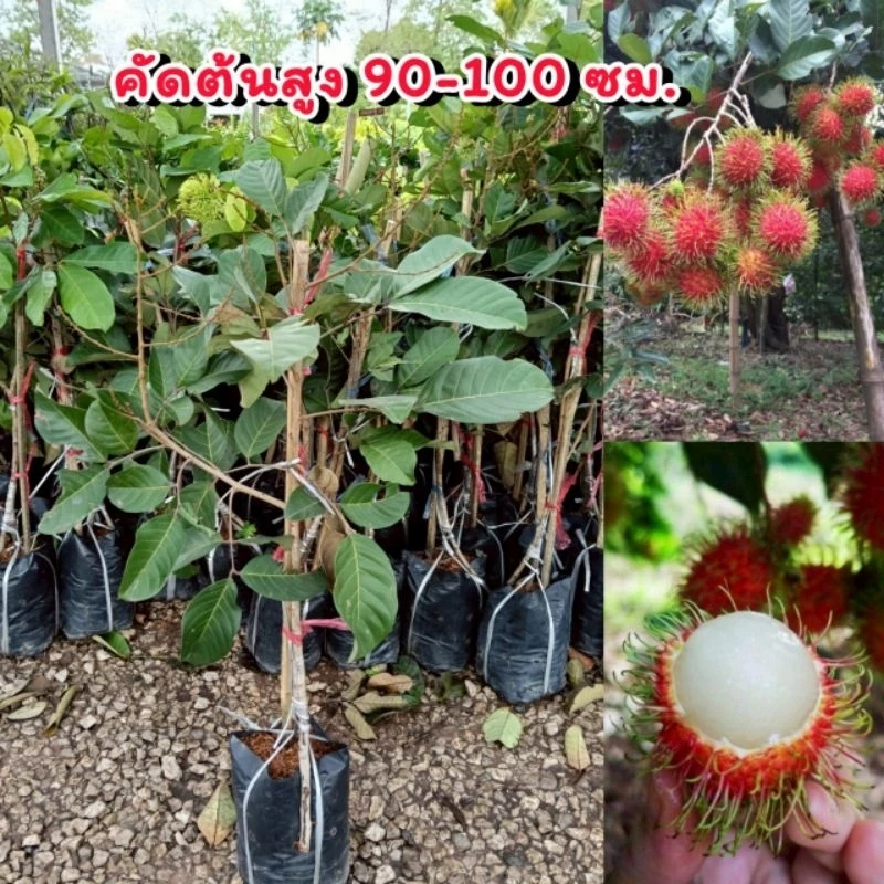 ต้นเงาะโรงเรียนนาสาร แบบทาบกิ่ง ต้นสูง 80-1เมตร ติดผลภายใน 1-2 ปี