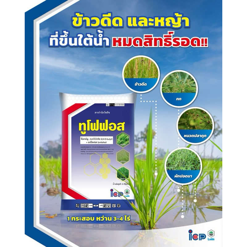 ทูโฟฟอส ยาหว่านหญ้า 15 กก. 24d+อะนิโลฟอส