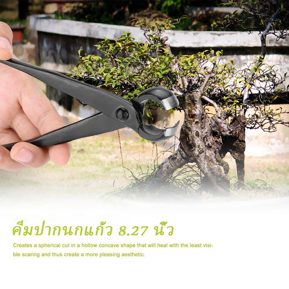 *พร้อมส่งจากไทย* คีมปากท้องเรือ / คีมปากนกแก้ว คีมบอนไซ อุปกรณ์บอนไซ