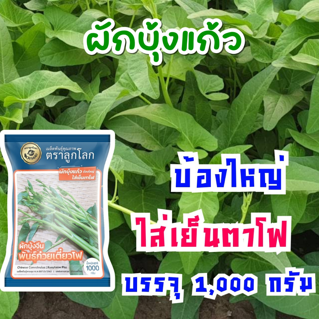 เมล็ดผักบุ้งแก้ว พันธุุ์ก๋วยเตี๋ยวโฟ ตราลูกโลก ขนาด1กก. Water spinach เมล็ดพันธุ์ผักบุ้งแก้ว