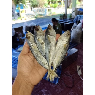 ปลาทูหอมตัวละ5บาท หอมอร่อยทำสดใหม่จากสตูลฮาลาล