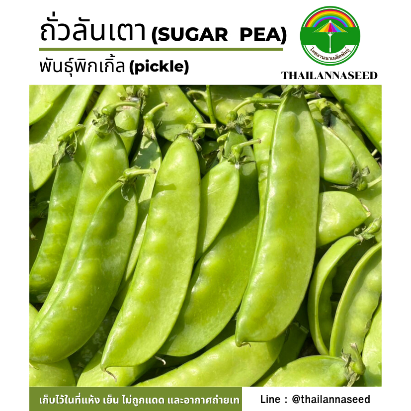 เมล็ดพันธุ์ผักสวนครัว ถั่วลันเตา พันธุ์พิกเกิ้ล ( ขนาด 5 กรัม ) รหัสสินค้า 6046