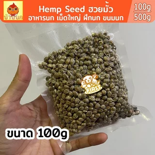 เมล็ดฮวยมั้ว Hemp Seed (เม็ดใหญ่) อาหารนก ฮัวยมั้ว 100g/500g ขนมนก อาหารนก ฝึกนก