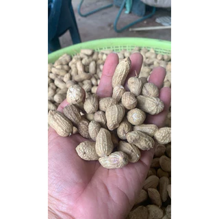ถั่วลิสงสด ดิบ ใช้สำหรับต้มหรือปรุงอาหารส่งแบดิบมีดินคลุกนิดหน่อยเพื่อรักษาความชื้น