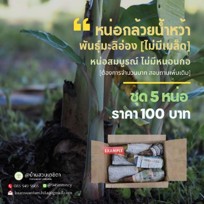 หน่อกล้วยน้ำว้าพันธุ์มะลิอ่องแท้💯 ชุด5หน่อ100บาท หน่อสมบูรณ์ ขุดสด จัดส่งทุกวัน