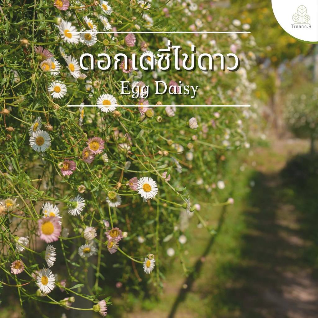 Treeno.9 T219 เดซี่ดอกไข่ดาว egg daisy ฟอร์มสวย กระถาง 8นิ้ว ไม้ฟอกอากาศ ไม้แดด พุุ่มน่ารัก ลีสันสดใส เลี้ยงชอบแดดเช้า
