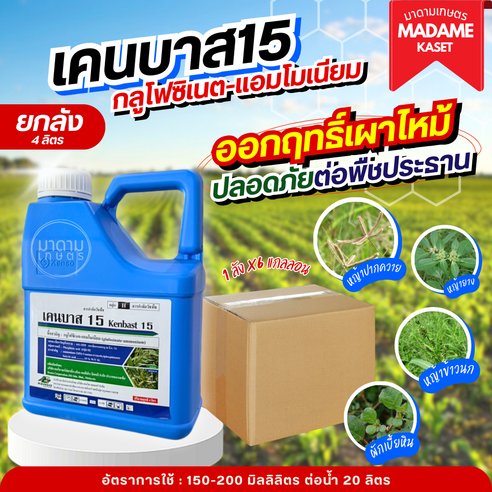ยกลังx6แกลอน**จำกัดออเดอร์ละ 1 ลัง** | เคนบาส 4 ลิตร (กลูโฟซิเนต แอมโมเนียม) สารกำจัดวัชพืชออกฤทธิ์เผาไหม้หญ้าตายเร็ว ฆ่