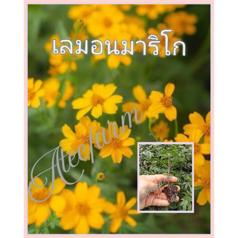 ต้นกล้าเลมอนมาริโกพร้อมปลูก