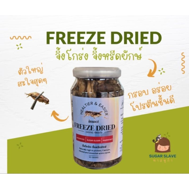 จิ้งโกร่งยักษ์ ฟรีซดราย Freeze Dried Cricket พร้อมใช้งาน สำหรับสัตว์กินแมลง ชูก้า กระรอก เม่นแคระลิงมาโมเสท
