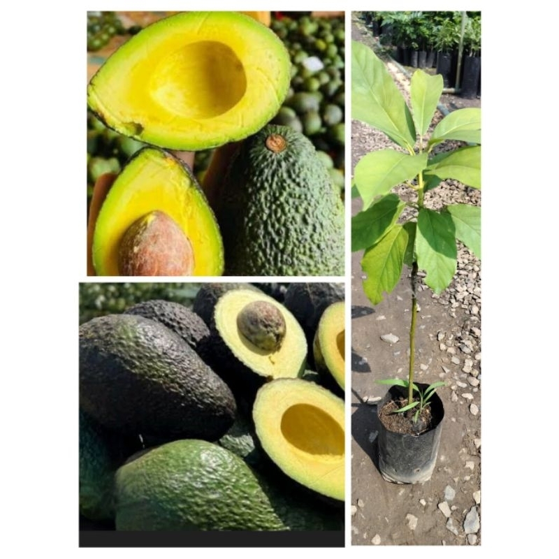 ต้นอะโวคาโด พันธุ์แฮส ต้นพร้อมปลูก ปลูก1 ปีเริ่มมีผล สูง 50-60ซ.ม แบบเสียบยอด