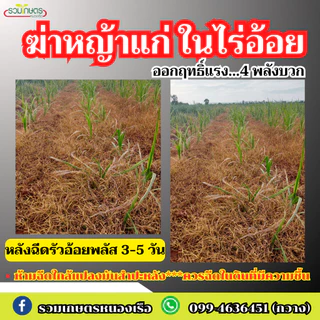 รัวอ้อยพลัส โฉมใหม่ (โปรโมชั่น) สูตรอัพเกรดเพิ่มจำนวนยาในชุด มีถึง 4 ตัว ออกฤกธิ์เร็วแรง ครบจบชุดนี้