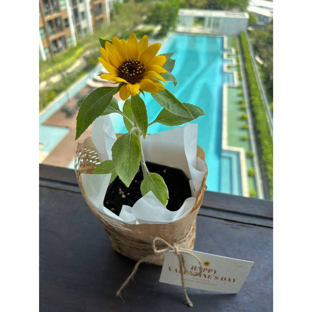 ชุดปลูกจิ๋ว ทานตะวันแคระ ห่อของขวัญ พร้อมการ์ด สามารถฝากข้อความลงหลังการ์ดได้